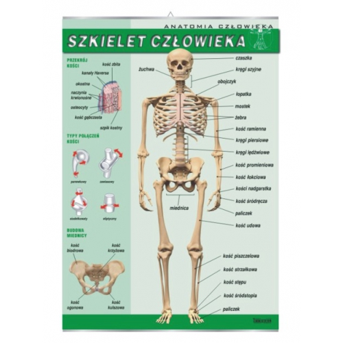 Szkielet człowieka