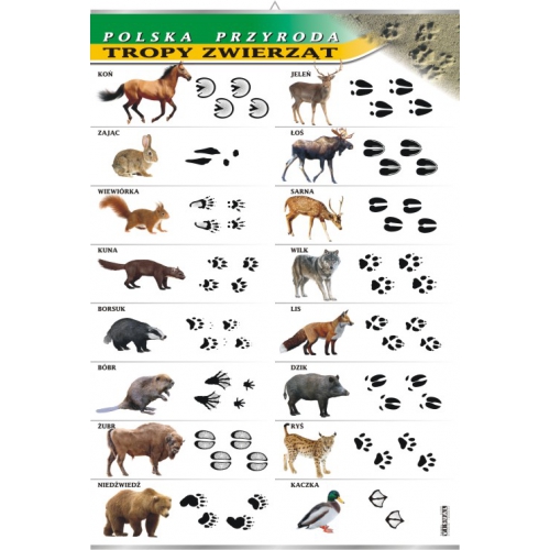 Tropy zwierząt - polska przyroda