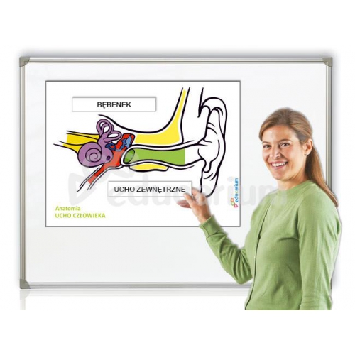 Ucho człowieka - schemat magnetyczny