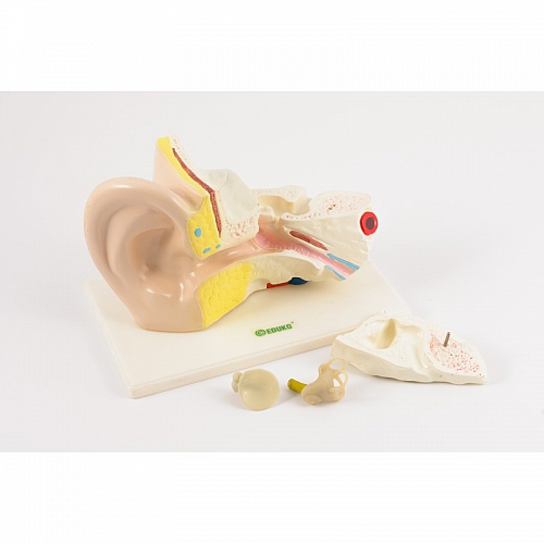Ucho - powiększenie 3x,4 części