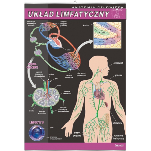 Układ limfatyczny
