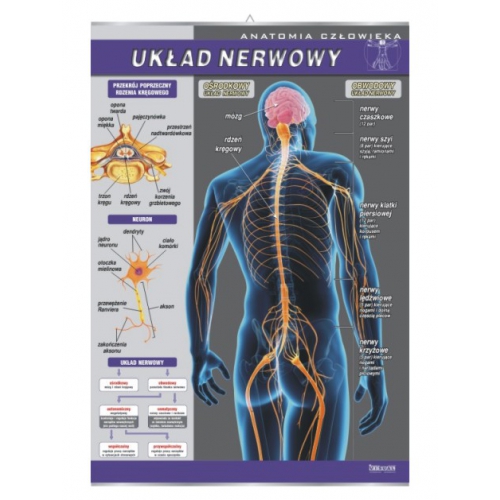 Układ nerwowy