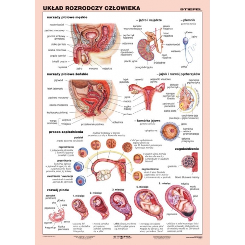 Układ rozrodczy człowieka