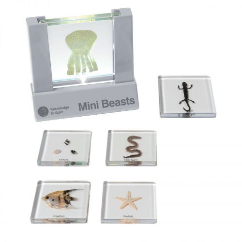 WODA - ryby, mięczaki