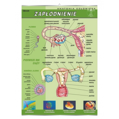 Zapłodnienie