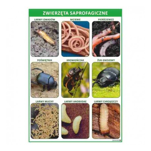 Zwierzęta saprofagiczne