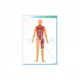 3188 Ciało człowieka - plansza magnetyczna