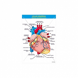 3444 Budowa zewnętrzna serca