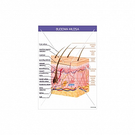 3574 Budowa włosa