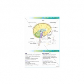 940 Budowa mózgu, funkcje mózgu
