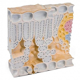 Blokowy model struktury liścia