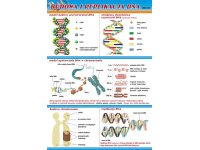 Budowa i replikacja DNA - plansza