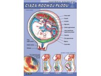 Ciąża - rozwój płodu ludzkiego