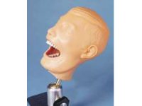 Dental Manikin