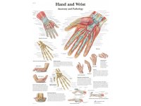 Dłoń z nadgarstkiem-anatomia i patologia - plansza