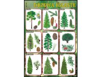 Drzewa iglaste