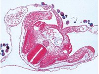 Embriologia kurczaka 3B - zestaw preparatów
