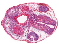 Embriologia żaby 3B - zestaw preparatów