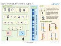 Genetyka - Chromosomy