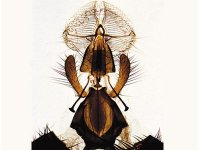 Insekty (Insecta) 3B - zestaw preparatów