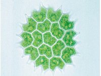 Mikroskopijne życie w wodzie cz. I - 3B - zestaw