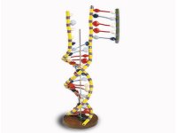 Model DNA