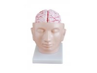 Model głowy z mózgiem
