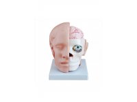 Model połowy głowy z mózgiem
