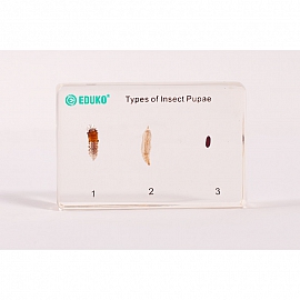 Poczwarki owadów - zestaw, preparat zatopiony w pleksi