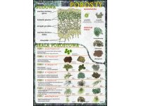 Porosty - budowa i skala porostowa