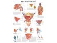 Prostata - plansza