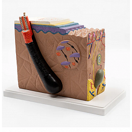 Skóra, blok na podstawie - model EDUKO