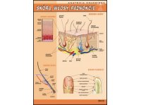 Skóra, włosy, paznokcie - plansza