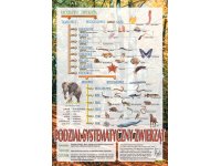 Systematyka - Zestaw 2 plansz