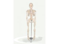 Szkielet człowieka 85cm z nerwami