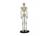 Szkielet człowieka, model 42 cm