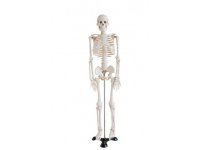 Szkielet człowieka średni 85 cm