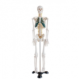 Szkielet człowieka z nerwami rdzeniowymi 85 cm