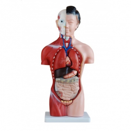 Tułów żeński Model-42 cm