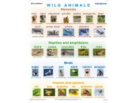 Wild animals - plansza