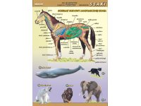 Zoologia - 11 plansz