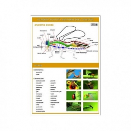 030 Anatomia owadów