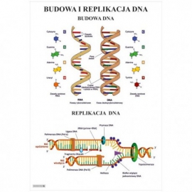 Budowa DNA, replikacja DNA