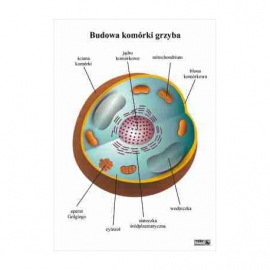 Budowa komórki grzyba