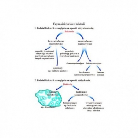050 Czynności życiowe bakterii