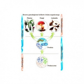 Drzewo genealogiczne królestw świata organicznego