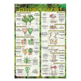 Glony i grzyby – cykl rozwojowy