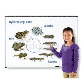 Magnetyczny cykl rozwoju - żaba - z podpisami