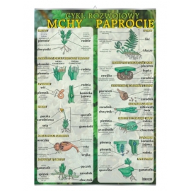 Mchy i paprocie – cykl rozwojowy