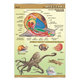 Mięczaki – budowa anatomiczna